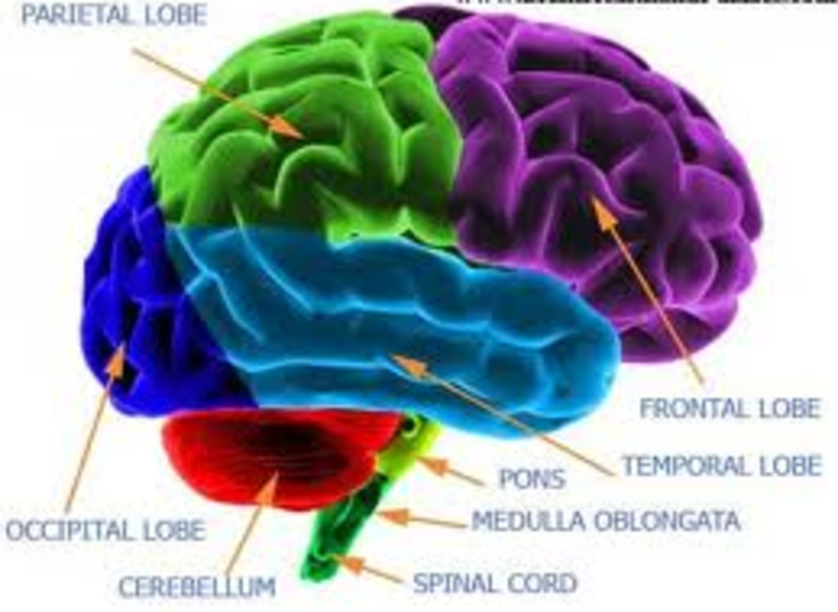 Anatomy of the Brain: Four Brains of Man