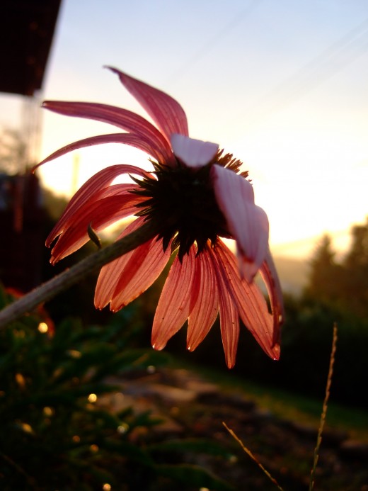 The grass withers, the flower fades, When the breath of the LORD blows upon it; Surely the people are grass. The grass withers, the flower fades, But the word of our God stands forever. (Isa. 40:7-8)
