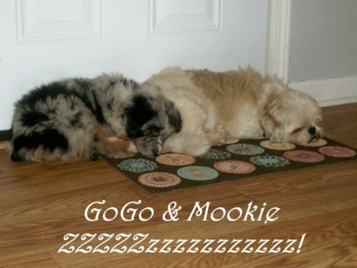 GoGo and Mookie. Mookie is a 16lb Lhasa Apso to give you an idea of her size at this time.