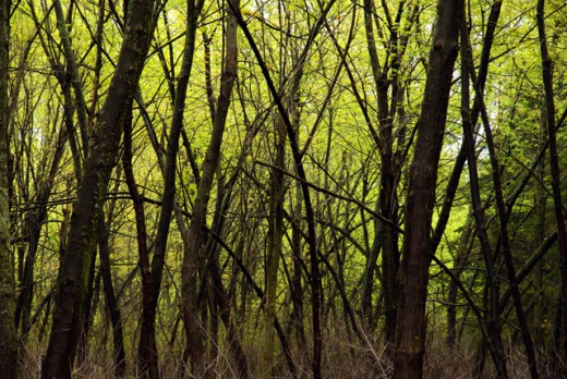 wonder what really happens in the woods