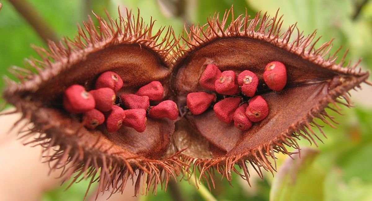 What is a good substitute for achiote paste?