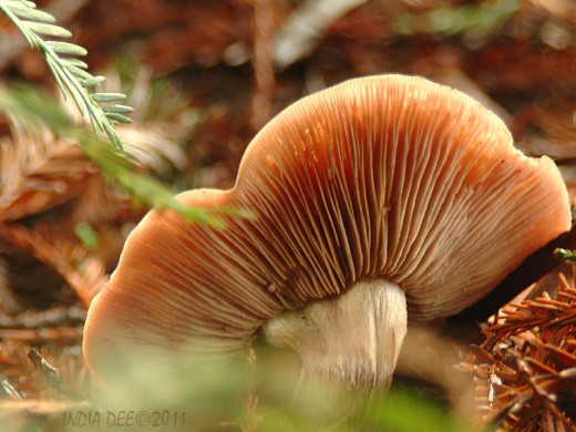 Winged Fungus