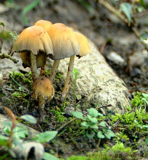 Secure Mushroom Family