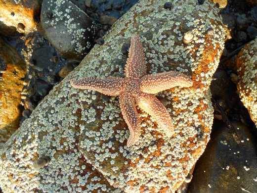 The starfish I found at Corporation Beach.