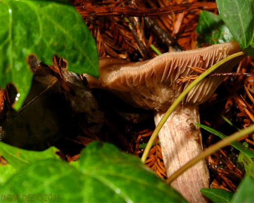 Captive Napa Shroom