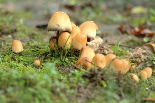  Mushroom Scout Troop 716