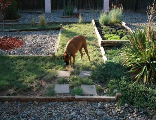 Grama Grass and Buffalo Grass, Hyssop (Hummingbird draw plant), Plumbago, and Ice Plants.  Annie May dog optional.