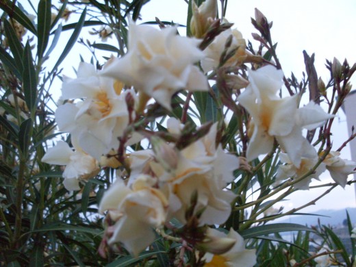 yellow oleander
