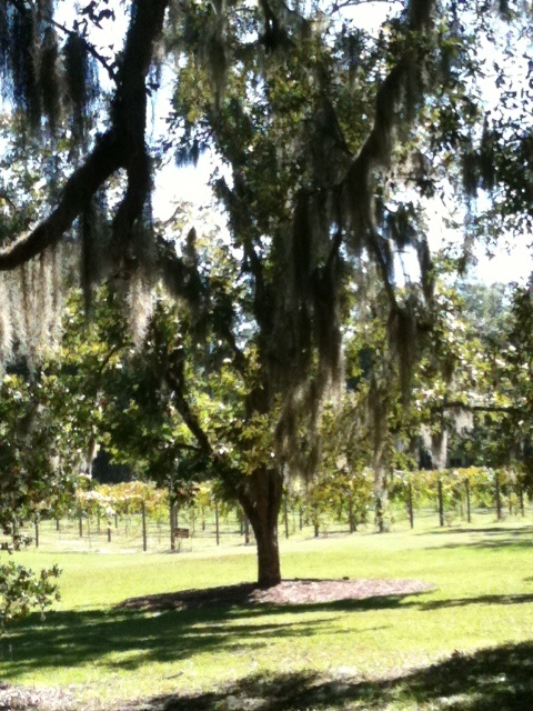 Southern Oaks and grapevines dominate the view at September Oaks Vineyards on wine tour and music