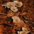 Stepping Stone fungus