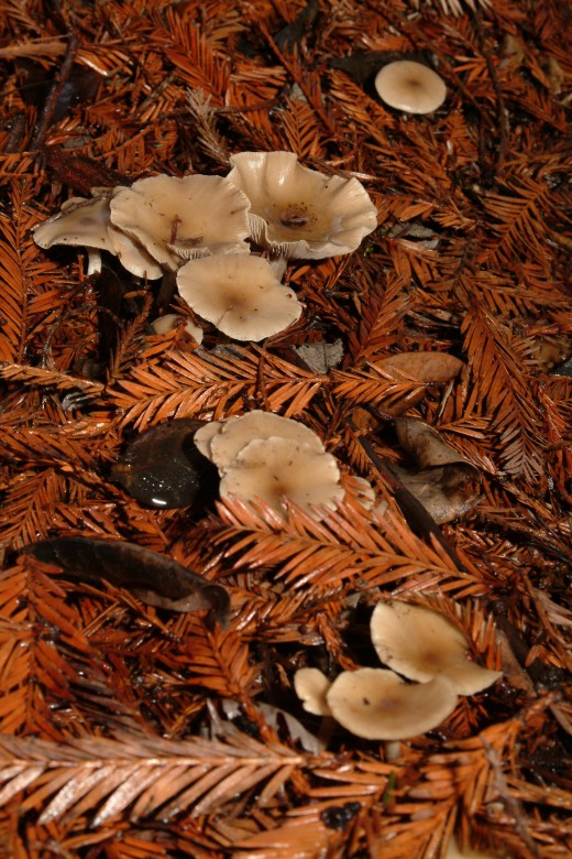 Stepping Stone fungus