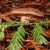 Pine rider Shroom