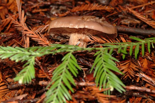 Pine rider Shroom