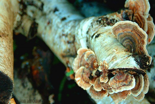 Turkey Tail Shroom