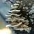 Stairway to Mushroom Heaven