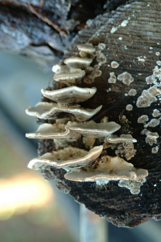 Stairway to Mushroom Heaven