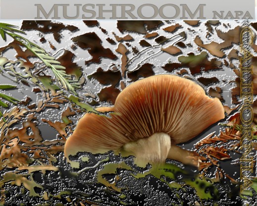 Napa, California Mushroom Poster