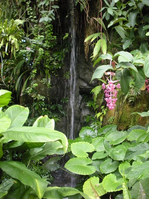 This waterfall photo was taken in the Climatron at the St. Louis Botanical Gardens.