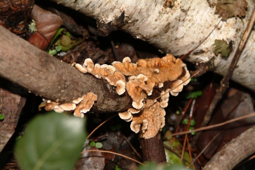 Clinging Mushrooms