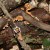Fungus Highway