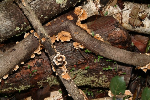 Fungus Highway