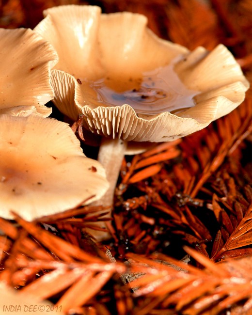 Mushroom Chalice
