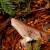 Bowing Mushroom