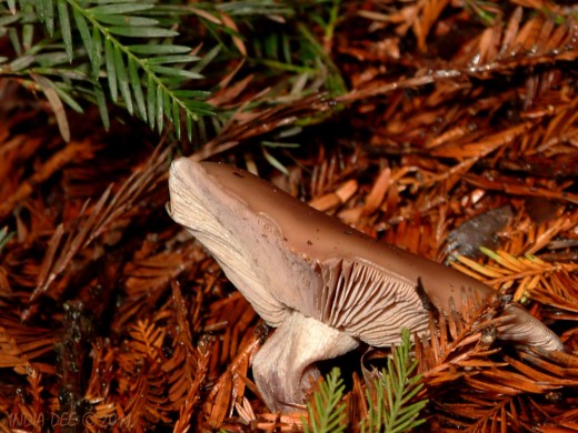 Bowing Mushroom