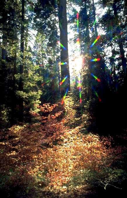 Autumn Forest