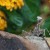 Praying Mantis in My Flower Bed Praying Mantis in My Flower Bed
