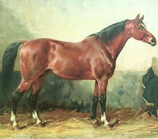 A bay horse may be dark bay, or brown, with black points -- mane, tail, and lower legs.