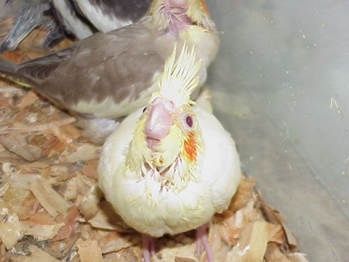 1 month old cockatiel