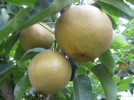 Gigantic Singo pears - some weigh over a pound!