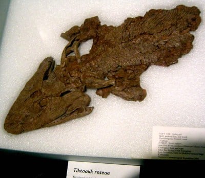 Fossil of Tiktaalik rosaea found in Canada, possible link between fish and reptiles