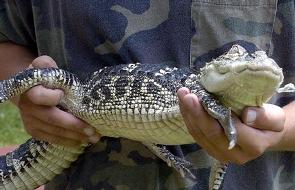 Pet Alligator