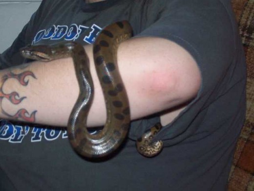 Pet Anaconda