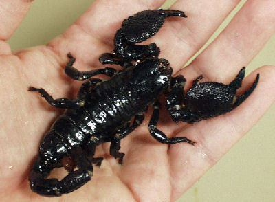 Pet Scorpion