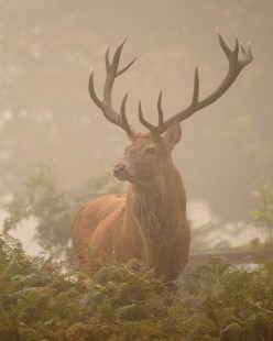 Animal Spirit Guides Meanings: Deer Spirit Guide