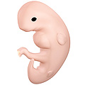 Embryo at Six Weeks