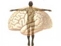 The Mind-Body Distinction
