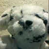 Elwine Jean Paul profile image