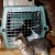 Dot recovering after his neuter.  Carbon jumping off the top of the carrier, and Rori in front.