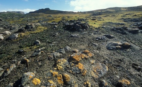 Lichens are a common plant on the tundra