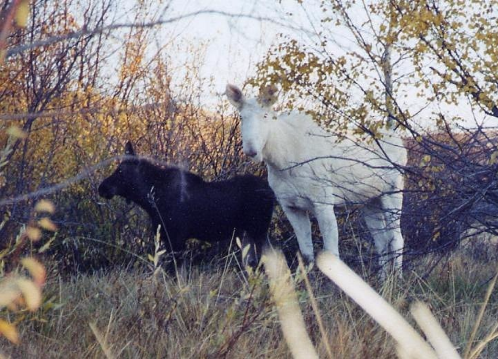 White and black moose