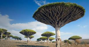 Dracanea drago, dragon blood tree.
