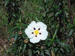 Cistus ladanifer.