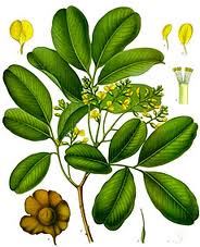 Pterocarpus marsupium