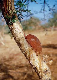 Gum arabic resin