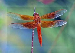 Animal Spirit Guides Meanings: Dragonfly Spirit Guide