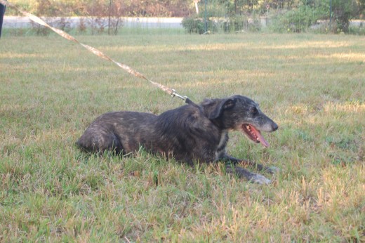 The first 24 hours are always the worst! If you woud see him now, you wouldn't believe you see the same dog.